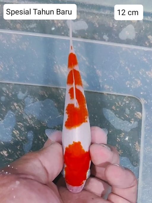 Lelang Koi Online, Jual Beli Ikan Koi, Pusat Jual Beli Koi, Info Lelang Koi Hari Ini, Platform Jual Beli Koi, Jual Beli Ikan Koi Online, Marketplace Ikan Koi, Jual Koi Terbaik, Tempat Beli Koi Berkualitas, Pasar Ikan Koi Online Terpercaya, Penjual Ikan Koi Terpercaya, Beli Koi Hias Online, Ikan Koi untuk Dijual, Koi Kualitas Terbaik, Toko Online Ikan Koi, Koi Hias Untuk Dijual, Jual Beli Ikan Koi Lokal, Koi Indonesia Online, Pusat Jual Beli Koi Terbesar