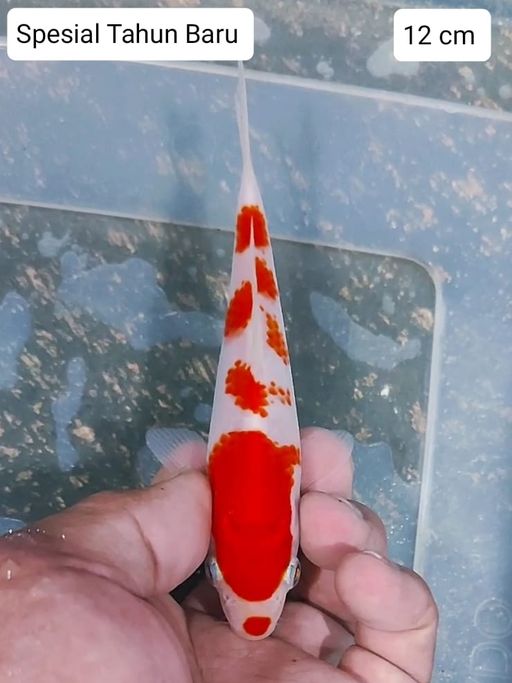 Lelang Koi Online, Jual Beli Ikan Koi, Pusat Jual Beli Koi, Info Lelang Koi Hari Ini, Platform Jual Beli Koi, Jual Beli Ikan Koi Online, Marketplace Ikan Koi, Jual Koi Terbaik, Tempat Beli Koi Berkualitas, Pasar Ikan Koi Online Terpercaya, Penjual Ikan Koi Terpercaya, Beli Koi Hias Online, Ikan Koi untuk Dijual, Koi Kualitas Terbaik, Toko Online Ikan Koi, Koi Hias Untuk Dijual, Jual Beli Ikan Koi Lokal, Koi Indonesia Online, Pusat Jual Beli Koi Terbesar