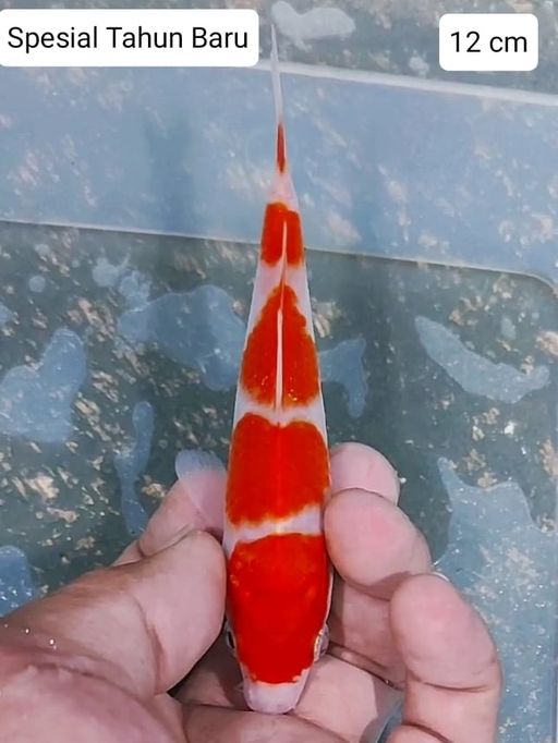 Lelang Koi Online, Jual Beli Ikan Koi, Pusat Jual Beli Koi, Info Lelang Koi Hari Ini, Platform Jual Beli Koi, Jual Beli Ikan Koi Online, Marketplace Ikan Koi, Jual Koi Terbaik, Tempat Beli Koi Berkualitas, Pasar Ikan Koi Online Terpercaya, Penjual Ikan Koi Terpercaya, Beli Koi Hias Online, Ikan Koi untuk Dijual, Koi Kualitas Terbaik, Toko Online Ikan Koi, Koi Hias Untuk Dijual, Jual Beli Ikan Koi Lokal, Koi Indonesia Online, Pusat Jual Beli Koi Terbesar