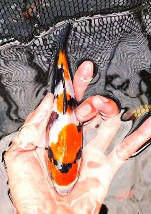 Lelang Koi Online, Jual Beli Ikan Koi, Pusat Jual Beli Koi, Info Lelang Koi Hari Ini, Platform Jual Beli Koi, Jual Beli Ikan Koi Online, Marketplace Ikan Koi, Jual Koi Terbaik, Tempat Beli Koi Berkualitas, Pasar Ikan Koi Online Terpercaya, Penjual Ikan Koi Terpercaya, Beli Koi Hias Online, Ikan Koi untuk Dijual, Koi Kualitas Terbaik, Toko Online Ikan Koi, Koi Hias Untuk Dijual, Jual Beli Ikan Koi Lokal, Koi Indonesia Online, Pusat Jual Beli Koi Terbesar