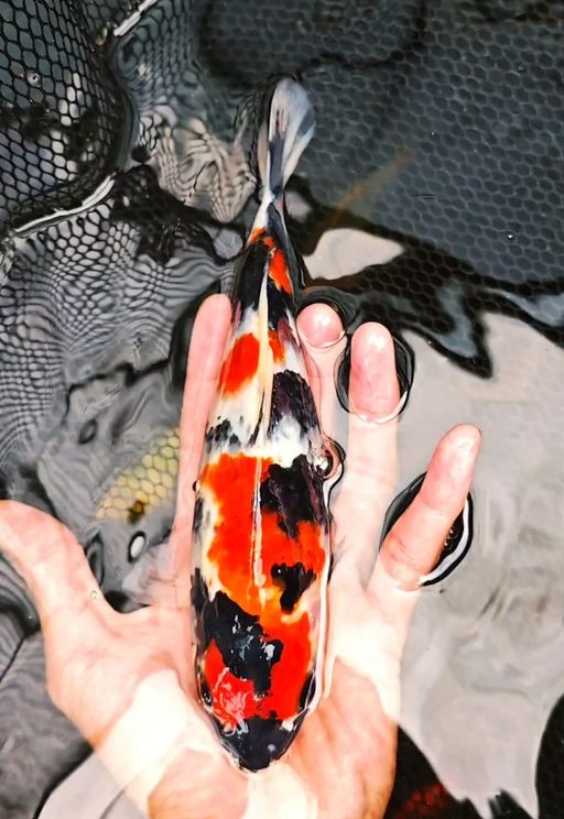 Lelang Koi Online, Jual Beli Ikan Koi, Pusat Jual Beli Koi, Info Lelang Koi Hari Ini, Platform Jual Beli Koi, Jual Beli Ikan Koi Online, Marketplace Ikan Koi, Jual Koi Terbaik, Tempat Beli Koi Berkualitas, Pasar Ikan Koi Online Terpercaya, Penjual Ikan Koi Terpercaya, Beli Koi Hias Online, Ikan Koi untuk Dijual, Koi Kualitas Terbaik, Toko Online Ikan Koi, Koi Hias Untuk Dijual, Jual Beli Ikan Koi Lokal, Koi Indonesia Online, Pusat Jual Beli Koi Terbesar