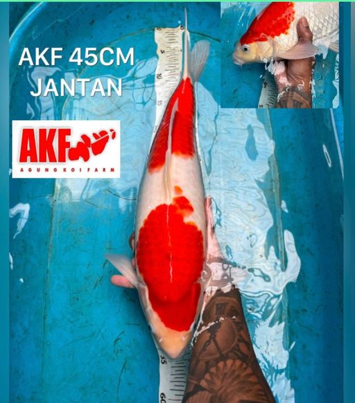 Lelang Koi Online, Jual Beli Ikan Koi, Pusat Jual Beli Koi, Info Lelang Koi Hari Ini, Platform Jual Beli Koi, Jual Beli Ikan Koi Online, Marketplace Ikan Koi, Jual Koi Terbaik, Tempat Beli Koi Berkualitas, Pasar Ikan Koi Online Terpercaya, Penjual Ikan Koi Terpercaya, Beli Koi Hias Online, Ikan Koi untuk Dijual, Koi Kualitas Terbaik, Toko Online Ikan Koi, Koi Hias Untuk Dijual, Jual Beli Ikan Koi Lokal, Koi Indonesia Online, Pusat Jual Beli Koi Terbesar