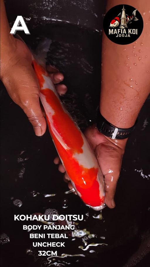 Lelang Koi Online, Jual Beli Ikan Koi, Pusat Jual Beli Koi, Info Lelang Koi Hari Ini, Platform Jual Beli Koi, Jual Beli Ikan Koi Online, Marketplace Ikan Koi, Jual Koi Terbaik, Tempat Beli Koi Berkualitas, Pasar Ikan Koi Online Terpercaya, Penjual Ikan Koi Terpercaya, Beli Koi Hias Online, Ikan Koi untuk Dijual, Koi Kualitas Terbaik, Toko Online Ikan Koi, Koi Hias Untuk Dijual, Jual Beli Ikan Koi Lokal, Koi Indonesia Online, Pusat Jual Beli Koi Terbesar