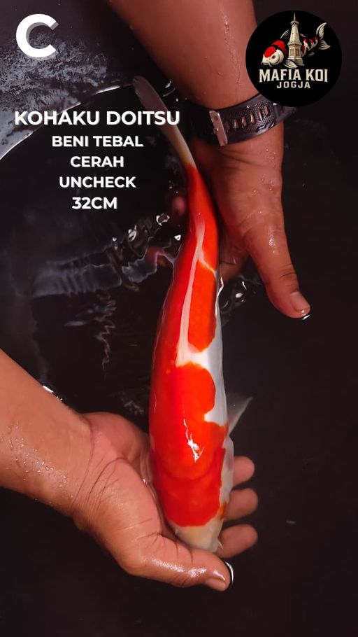 Lelang Koi Online, Jual Beli Ikan Koi, Pusat Jual Beli Koi, Info Lelang Koi Hari Ini, Platform Jual Beli Koi, Jual Beli Ikan Koi Online, Marketplace Ikan Koi, Jual Koi Terbaik, Tempat Beli Koi Berkualitas, Pasar Ikan Koi Online Terpercaya, Penjual Ikan Koi Terpercaya, Beli Koi Hias Online, Ikan Koi untuk Dijual, Koi Kualitas Terbaik, Toko Online Ikan Koi, Koi Hias Untuk Dijual, Jual Beli Ikan Koi Lokal, Koi Indonesia Online, Pusat Jual Beli Koi Terbesar