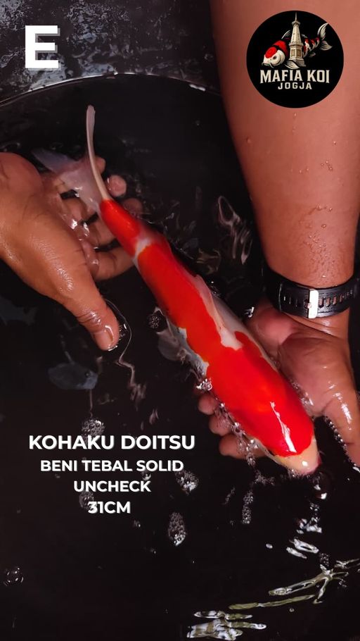 Lelang Koi Online, Jual Beli Ikan Koi, Pusat Jual Beli Koi, Info Lelang Koi Hari Ini, Platform Jual Beli Koi, Jual Beli Ikan Koi Online, Marketplace Ikan Koi, Jual Koi Terbaik, Tempat Beli Koi Berkualitas, Pasar Ikan Koi Online Terpercaya, Penjual Ikan Koi Terpercaya, Beli Koi Hias Online, Ikan Koi untuk Dijual, Koi Kualitas Terbaik, Toko Online Ikan Koi, Koi Hias Untuk Dijual, Jual Beli Ikan Koi Lokal, Koi Indonesia Online, Pusat Jual Beli Koi Terbesar