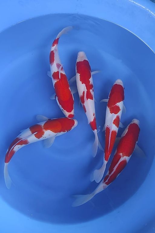 Lelang Koi Online, Jual Beli Ikan Koi, Pusat Jual Beli Koi, Info Lelang Koi Hari Ini, Platform Jual Beli Koi, Jual Beli Ikan Koi Online, Marketplace Ikan Koi, Jual Koi Terbaik, Tempat Beli Koi Berkualitas, Pasar Ikan Koi Online Terpercaya, Penjual Ikan Koi Terpercaya, Beli Koi Hias Online, Ikan Koi untuk Dijual, Koi Kualitas Terbaik, Toko Online Ikan Koi, Koi Hias Untuk Dijual, Jual Beli Ikan Koi Lokal, Koi Indonesia Online, Pusat Jual Beli Koi Terbesar