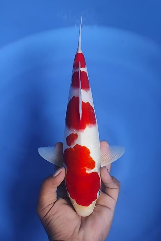 Lelang Koi Online, Jual Beli Ikan Koi, Pusat Jual Beli Koi, Info Lelang Koi Hari Ini, Platform Jual Beli Koi, Jual Beli Ikan Koi Online, Marketplace Ikan Koi, Jual Koi Terbaik, Tempat Beli Koi Berkualitas, Pasar Ikan Koi Online Terpercaya, Penjual Ikan Koi Terpercaya, Beli Koi Hias Online, Ikan Koi untuk Dijual, Koi Kualitas Terbaik, Toko Online Ikan Koi, Koi Hias Untuk Dijual, Jual Beli Ikan Koi Lokal, Koi Indonesia Online, Pusat Jual Beli Koi Terbesar