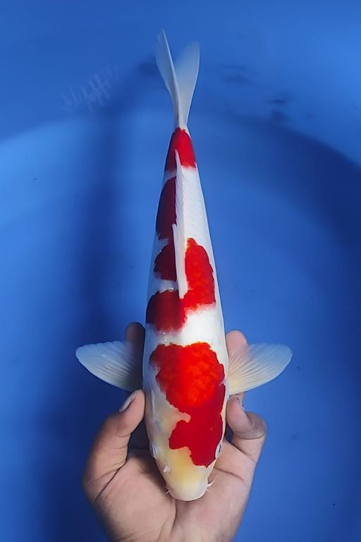 Lelang Koi Online, Jual Beli Ikan Koi, Pusat Jual Beli Koi, Info Lelang Koi Hari Ini, Platform Jual Beli Koi, Jual Beli Ikan Koi Online, Marketplace Ikan Koi, Jual Koi Terbaik, Tempat Beli Koi Berkualitas, Pasar Ikan Koi Online Terpercaya, Penjual Ikan Koi Terpercaya, Beli Koi Hias Online, Ikan Koi untuk Dijual, Koi Kualitas Terbaik, Toko Online Ikan Koi, Koi Hias Untuk Dijual, Jual Beli Ikan Koi Lokal, Koi Indonesia Online, Pusat Jual Beli Koi Terbesar