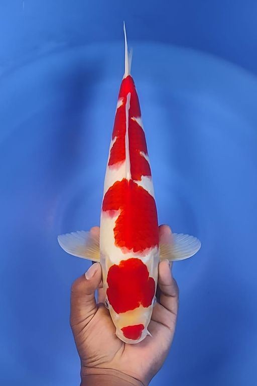 Lelang Koi Online, Jual Beli Ikan Koi, Pusat Jual Beli Koi, Info Lelang Koi Hari Ini, Platform Jual Beli Koi, Jual Beli Ikan Koi Online, Marketplace Ikan Koi, Jual Koi Terbaik, Tempat Beli Koi Berkualitas, Pasar Ikan Koi Online Terpercaya, Penjual Ikan Koi Terpercaya, Beli Koi Hias Online, Ikan Koi untuk Dijual, Koi Kualitas Terbaik, Toko Online Ikan Koi, Koi Hias Untuk Dijual, Jual Beli Ikan Koi Lokal, Koi Indonesia Online, Pusat Jual Beli Koi Terbesar