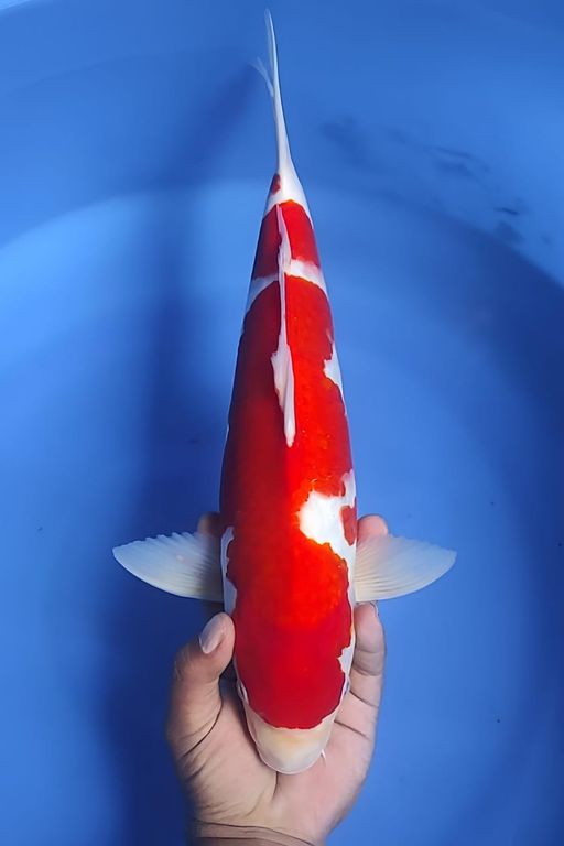 Lelang Koi Online, Jual Beli Ikan Koi, Pusat Jual Beli Koi, Info Lelang Koi Hari Ini, Platform Jual Beli Koi, Jual Beli Ikan Koi Online, Marketplace Ikan Koi, Jual Koi Terbaik, Tempat Beli Koi Berkualitas, Pasar Ikan Koi Online Terpercaya, Penjual Ikan Koi Terpercaya, Beli Koi Hias Online, Ikan Koi untuk Dijual, Koi Kualitas Terbaik, Toko Online Ikan Koi, Koi Hias Untuk Dijual, Jual Beli Ikan Koi Lokal, Koi Indonesia Online, Pusat Jual Beli Koi Terbesar