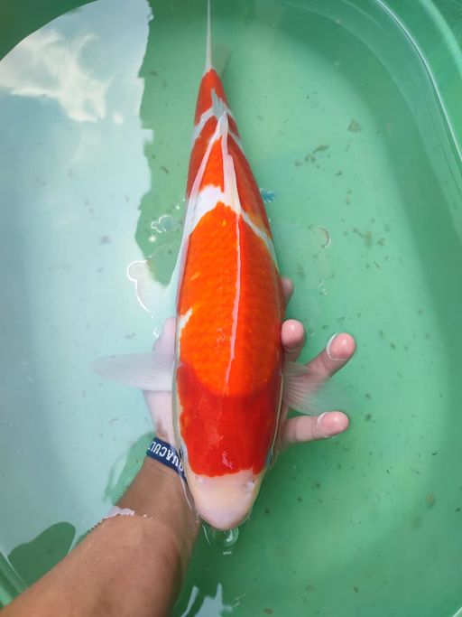 Lelang Koi Online, Jual Beli Ikan Koi, Pusat Jual Beli Koi, Info Lelang Koi Hari Ini, Platform Jual Beli Koi, Jual Beli Ikan Koi Online, Marketplace Ikan Koi, Jual Koi Terbaik, Tempat Beli Koi Berkualitas, Pasar Ikan Koi Online Terpercaya, Penjual Ikan Koi Terpercaya, Beli Koi Hias Online, Ikan Koi untuk Dijual, Koi Kualitas Terbaik, Toko Online Ikan Koi, Koi Hias Untuk Dijual, Jual Beli Ikan Koi Lokal, Koi Indonesia Online, Pusat Jual Beli Koi Terbesar