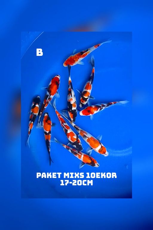 Lelang Koi Online, Jual Beli Ikan Koi, Pusat Jual Beli Koi, Info Lelang Koi Hari Ini, Platform Jual Beli Koi, Jual Beli Ikan Koi Online, Marketplace Ikan Koi, Jual Koi Terbaik, Tempat Beli Koi Berkualitas, Pasar Ikan Koi Online Terpercaya, Penjual Ikan Koi Terpercaya, Beli Koi Hias Online, Ikan Koi untuk Dijual, Koi Kualitas Terbaik, Toko Online Ikan Koi, Koi Hias Untuk Dijual, Jual Beli Ikan Koi Lokal, Koi Indonesia Online, Pusat Jual Beli Koi Terbesar