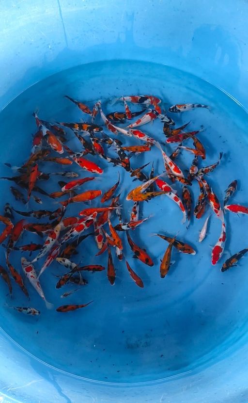 Lelang Koi Online, Jual Beli Ikan Koi, Pusat Jual Beli Koi, Info Lelang Koi Hari Ini, Platform Jual Beli Koi, Jual Beli Ikan Koi Online, Marketplace Ikan Koi, Jual Koi Terbaik, Tempat Beli Koi Berkualitas, Pasar Ikan Koi Online Terpercaya, Penjual Ikan Koi Terpercaya, Beli Koi Hias Online, Ikan Koi untuk Dijual, Koi Kualitas Terbaik, Toko Online Ikan Koi, Koi Hias Untuk Dijual, Jual Beli Ikan Koi Lokal, Koi Indonesia Online, Pusat Jual Beli Koi Terbesar