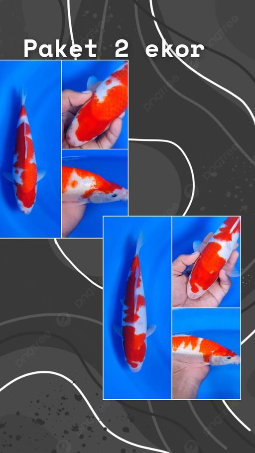 Lelang Koi Online, Jual Beli Ikan Koi, Pusat Jual Beli Koi, Info Lelang Koi Hari Ini, Platform Jual Beli Koi, Jual Beli Ikan Koi Online, Marketplace Ikan Koi, Jual Koi Terbaik, Tempat Beli Koi Berkualitas, Pasar Ikan Koi Online Terpercaya, Penjual Ikan Koi Terpercaya, Beli Koi Hias Online, Ikan Koi untuk Dijual, Koi Kualitas Terbaik, Toko Online Ikan Koi, Koi Hias Untuk Dijual, Jual Beli Ikan Koi Lokal, Koi Indonesia Online, Pusat Jual Beli Koi Terbesar