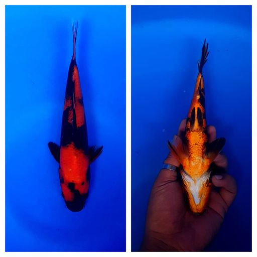 Lelang Koi Online, Jual Beli Ikan Koi, Pusat Jual Beli Koi, Info Lelang Koi Hari Ini, Platform Jual Beli Koi, Jual Beli Ikan Koi Online, Marketplace Ikan Koi, Jual Koi Terbaik, Tempat Beli Koi Berkualitas, Pasar Ikan Koi Online Terpercaya, Penjual Ikan Koi Terpercaya, Beli Koi Hias Online, Ikan Koi untuk Dijual, Koi Kualitas Terbaik, Toko Online Ikan Koi, Koi Hias Untuk Dijual, Jual Beli Ikan Koi Lokal, Koi Indonesia Online, Pusat Jual Beli Koi Terbesar