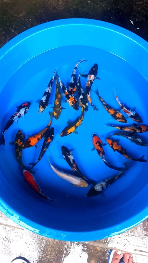 Lelang Koi Online, Jual Beli Ikan Koi, Pusat Jual Beli Koi, Info Lelang Koi Hari Ini, Platform Jual Beli Koi, Jual Beli Ikan Koi Online, Marketplace Ikan Koi, Jual Koi Terbaik, Tempat Beli Koi Berkualitas, Pasar Ikan Koi Online Terpercaya, Penjual Ikan Koi Terpercaya, Beli Koi Hias Online, Ikan Koi untuk Dijual, Koi Kualitas Terbaik, Toko Online Ikan Koi, Koi Hias Untuk Dijual, Jual Beli Ikan Koi Lokal, Koi Indonesia Online, Pusat Jual Beli Koi Terbesar