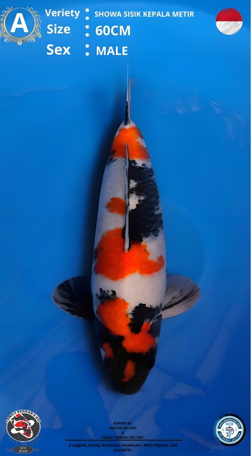 Lelang Koi Online, Jual Beli Ikan Koi, Pusat Jual Beli Koi, Info Lelang Koi Hari Ini, Platform Jual Beli Koi, Jual Beli Ikan Koi Online, Marketplace Ikan Koi, Jual Koi Terbaik, Tempat Beli Koi Berkualitas, Pasar Ikan Koi Online Terpercaya, Penjual Ikan Koi Terpercaya, Beli Koi Hias Online, Ikan Koi untuk Dijual, Koi Kualitas Terbaik, Toko Online Ikan Koi, Koi Hias Untuk Dijual, Jual Beli Ikan Koi Lokal, Koi Indonesia Online, Pusat Jual Beli Koi Terbesar