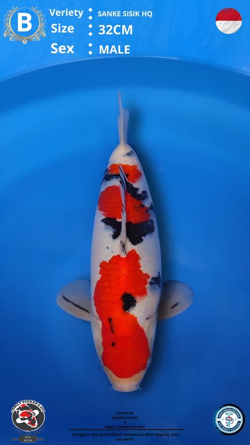Lelang Koi Online, Jual Beli Ikan Koi, Pusat Jual Beli Koi, Info Lelang Koi Hari Ini, Platform Jual Beli Koi, Jual Beli Ikan Koi Online, Marketplace Ikan Koi, Jual Koi Terbaik, Tempat Beli Koi Berkualitas, Pasar Ikan Koi Online Terpercaya, Penjual Ikan Koi Terpercaya, Beli Koi Hias Online, Ikan Koi untuk Dijual, Koi Kualitas Terbaik, Toko Online Ikan Koi, Koi Hias Untuk Dijual, Jual Beli Ikan Koi Lokal, Koi Indonesia Online, Pusat Jual Beli Koi Terbesar