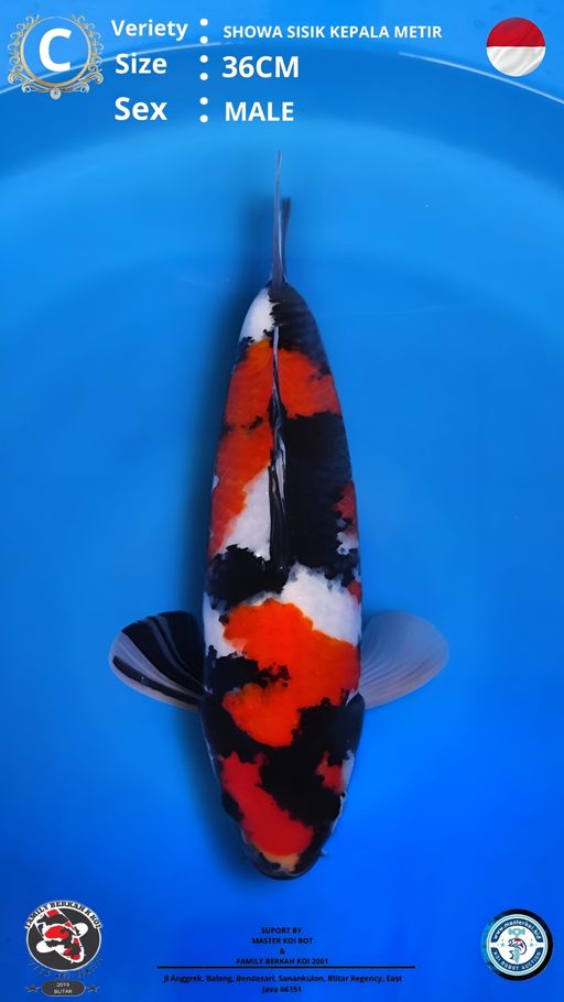 Lelang Koi Online, Jual Beli Ikan Koi, Pusat Jual Beli Koi, Info Lelang Koi Hari Ini, Platform Jual Beli Koi, Jual Beli Ikan Koi Online, Marketplace Ikan Koi, Jual Koi Terbaik, Tempat Beli Koi Berkualitas, Pasar Ikan Koi Online Terpercaya, Penjual Ikan Koi Terpercaya, Beli Koi Hias Online, Ikan Koi untuk Dijual, Koi Kualitas Terbaik, Toko Online Ikan Koi, Koi Hias Untuk Dijual, Jual Beli Ikan Koi Lokal, Koi Indonesia Online, Pusat Jual Beli Koi Terbesar