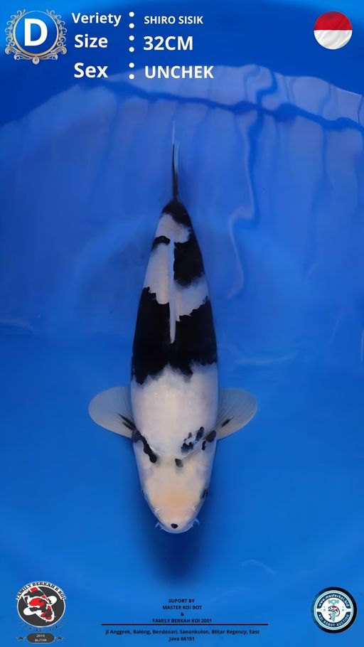 Lelang Koi Online, Jual Beli Ikan Koi, Pusat Jual Beli Koi, Info Lelang Koi Hari Ini, Platform Jual Beli Koi, Jual Beli Ikan Koi Online, Marketplace Ikan Koi, Jual Koi Terbaik, Tempat Beli Koi Berkualitas, Pasar Ikan Koi Online Terpercaya, Penjual Ikan Koi Terpercaya, Beli Koi Hias Online, Ikan Koi untuk Dijual, Koi Kualitas Terbaik, Toko Online Ikan Koi, Koi Hias Untuk Dijual, Jual Beli Ikan Koi Lokal, Koi Indonesia Online, Pusat Jual Beli Koi Terbesar