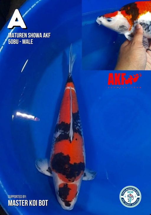 Lelang Koi Online, Jual Beli Ikan Koi, Pusat Jual Beli Koi, Info Lelang Koi Hari Ini, Platform Jual Beli Koi, Jual Beli Ikan Koi Online, Marketplace Ikan Koi, Jual Koi Terbaik, Tempat Beli Koi Berkualitas, Pasar Ikan Koi Online Terpercaya, Penjual Ikan Koi Terpercaya, Beli Koi Hias Online, Ikan Koi untuk Dijual, Koi Kualitas Terbaik, Toko Online Ikan Koi, Koi Hias Untuk Dijual, Jual Beli Ikan Koi Lokal, Koi Indonesia Online, Pusat Jual Beli Koi Terbesar