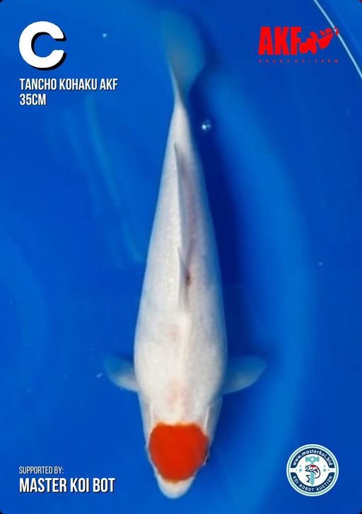 Lelang Koi Online, Jual Beli Ikan Koi, Pusat Jual Beli Koi, Info Lelang Koi Hari Ini, Platform Jual Beli Koi, Jual Beli Ikan Koi Online, Marketplace Ikan Koi, Jual Koi Terbaik, Tempat Beli Koi Berkualitas, Pasar Ikan Koi Online Terpercaya, Penjual Ikan Koi Terpercaya, Beli Koi Hias Online, Ikan Koi untuk Dijual, Koi Kualitas Terbaik, Toko Online Ikan Koi, Koi Hias Untuk Dijual, Jual Beli Ikan Koi Lokal, Koi Indonesia Online, Pusat Jual Beli Koi Terbesar