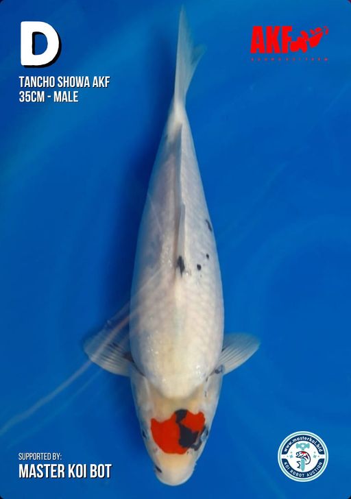 Lelang Koi Online, Jual Beli Ikan Koi, Pusat Jual Beli Koi, Info Lelang Koi Hari Ini, Platform Jual Beli Koi, Jual Beli Ikan Koi Online, Marketplace Ikan Koi, Jual Koi Terbaik, Tempat Beli Koi Berkualitas, Pasar Ikan Koi Online Terpercaya, Penjual Ikan Koi Terpercaya, Beli Koi Hias Online, Ikan Koi untuk Dijual, Koi Kualitas Terbaik, Toko Online Ikan Koi, Koi Hias Untuk Dijual, Jual Beli Ikan Koi Lokal, Koi Indonesia Online, Pusat Jual Beli Koi Terbesar