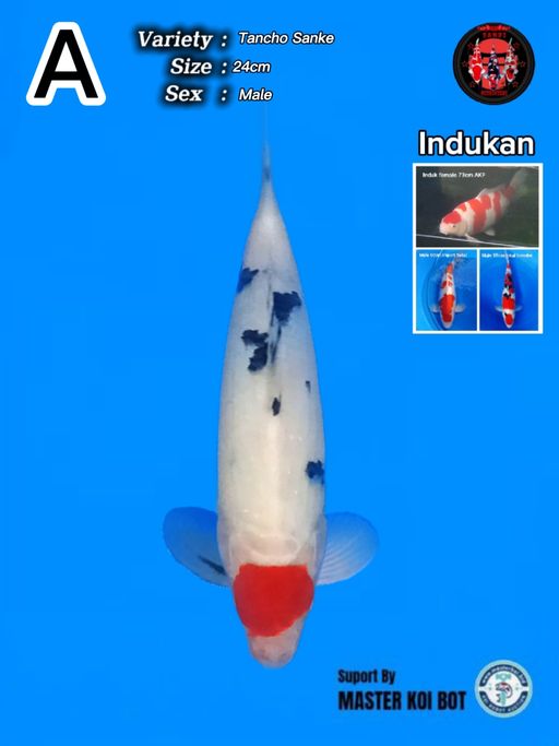 Lelang Koi Online, Jual Beli Ikan Koi, Pusat Jual Beli Koi, Info Lelang Koi Hari Ini, Platform Jual Beli Koi, Jual Beli Ikan Koi Online, Marketplace Ikan Koi, Jual Koi Terbaik, Tempat Beli Koi Berkualitas, Pasar Ikan Koi Online Terpercaya, Penjual Ikan Koi Terpercaya, Beli Koi Hias Online, Ikan Koi untuk Dijual, Koi Kualitas Terbaik, Toko Online Ikan Koi, Koi Hias Untuk Dijual, Jual Beli Ikan Koi Lokal, Koi Indonesia Online, Pusat Jual Beli Koi Terbesar