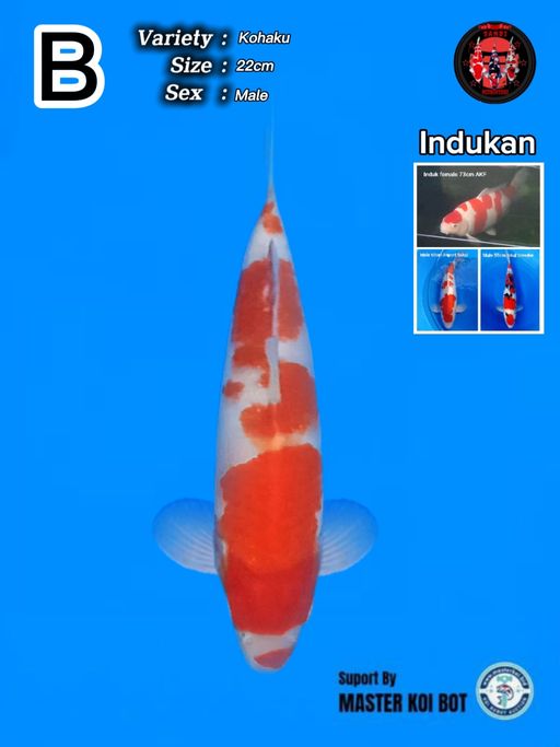 Lelang Koi Online, Jual Beli Ikan Koi, Pusat Jual Beli Koi, Info Lelang Koi Hari Ini, Platform Jual Beli Koi, Jual Beli Ikan Koi Online, Marketplace Ikan Koi, Jual Koi Terbaik, Tempat Beli Koi Berkualitas, Pasar Ikan Koi Online Terpercaya, Penjual Ikan Koi Terpercaya, Beli Koi Hias Online, Ikan Koi untuk Dijual, Koi Kualitas Terbaik, Toko Online Ikan Koi, Koi Hias Untuk Dijual, Jual Beli Ikan Koi Lokal, Koi Indonesia Online, Pusat Jual Beli Koi Terbesar