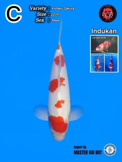 Lelang Koi Online, Jual Beli Ikan Koi, Pusat Jual Beli Koi, Info Lelang Koi Hari Ini, Platform Jual Beli Koi, Jual Beli Ikan Koi Online, Marketplace Ikan Koi, Jual Koi Terbaik, Tempat Beli Koi Berkualitas, Pasar Ikan Koi Online Terpercaya, Penjual Ikan Koi Terpercaya, Beli Koi Hias Online, Ikan Koi untuk Dijual, Koi Kualitas Terbaik, Toko Online Ikan Koi, Koi Hias Untuk Dijual, Jual Beli Ikan Koi Lokal, Koi Indonesia Online, Pusat Jual Beli Koi Terbesar