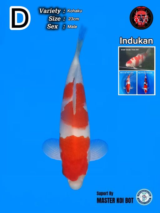 Lelang Koi Online, Jual Beli Ikan Koi, Pusat Jual Beli Koi, Info Lelang Koi Hari Ini, Platform Jual Beli Koi, Jual Beli Ikan Koi Online, Marketplace Ikan Koi, Jual Koi Terbaik, Tempat Beli Koi Berkualitas, Pasar Ikan Koi Online Terpercaya, Penjual Ikan Koi Terpercaya, Beli Koi Hias Online, Ikan Koi untuk Dijual, Koi Kualitas Terbaik, Toko Online Ikan Koi, Koi Hias Untuk Dijual, Jual Beli Ikan Koi Lokal, Koi Indonesia Online, Pusat Jual Beli Koi Terbesar