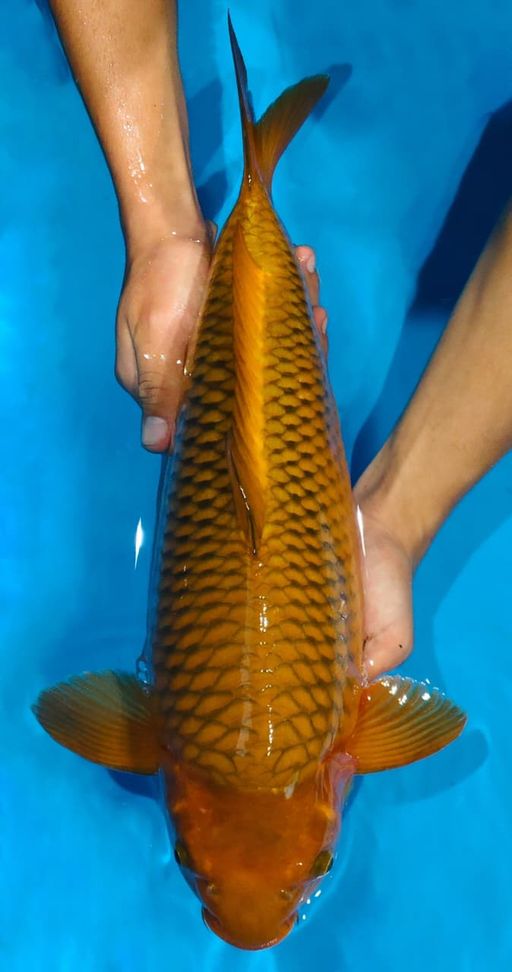 Lelang Koi Online, Jual Beli Ikan Koi, Pusat Jual Beli Koi, Info Lelang Koi Hari Ini, Platform Jual Beli Koi, Jual Beli Ikan Koi Online, Marketplace Ikan Koi, Jual Koi Terbaik, Tempat Beli Koi Berkualitas, Pasar Ikan Koi Online Terpercaya, Penjual Ikan Koi Terpercaya, Beli Koi Hias Online, Ikan Koi untuk Dijual, Koi Kualitas Terbaik, Toko Online Ikan Koi, Koi Hias Untuk Dijual, Jual Beli Ikan Koi Lokal, Koi Indonesia Online, Pusat Jual Beli Koi Terbesar