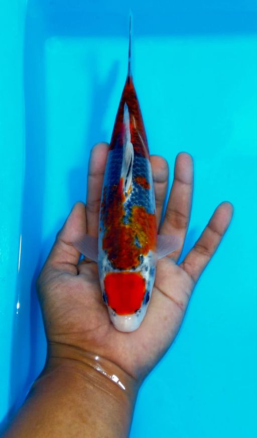 Lelang Koi Online, Jual Beli Ikan Koi, Pusat Jual Beli Koi, Info Lelang Koi Hari Ini, Platform Jual Beli Koi, Jual Beli Ikan Koi Online, Marketplace Ikan Koi, Jual Koi Terbaik, Tempat Beli Koi Berkualitas, Pasar Ikan Koi Online Terpercaya, Penjual Ikan Koi Terpercaya, Beli Koi Hias Online, Ikan Koi untuk Dijual, Koi Kualitas Terbaik, Toko Online Ikan Koi, Koi Hias Untuk Dijual, Jual Beli Ikan Koi Lokal, Koi Indonesia Online, Pusat Jual Beli Koi Terbesar