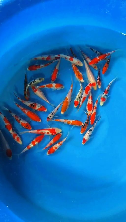 Lelang Koi Online, Jual Beli Ikan Koi, Pusat Jual Beli Koi, Info Lelang Koi Hari Ini, Platform Jual Beli Koi, Jual Beli Ikan Koi Online, Marketplace Ikan Koi, Jual Koi Terbaik, Tempat Beli Koi Berkualitas, Pasar Ikan Koi Online Terpercaya, Penjual Ikan Koi Terpercaya, Beli Koi Hias Online, Ikan Koi untuk Dijual, Koi Kualitas Terbaik, Toko Online Ikan Koi, Koi Hias Untuk Dijual, Jual Beli Ikan Koi Lokal, Koi Indonesia Online, Pusat Jual Beli Koi Terbesar