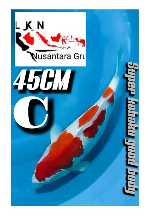 Lelang Koi Online, Jual Beli Ikan Koi, Pusat Jual Beli Koi, Info Lelang Koi Hari Ini, Platform Jual Beli Koi, Jual Beli Ikan Koi Online, Marketplace Ikan Koi, Jual Koi Terbaik, Tempat Beli Koi Berkualitas, Pasar Ikan Koi Online Terpercaya, Penjual Ikan Koi Terpercaya, Beli Koi Hias Online, Ikan Koi untuk Dijual, Koi Kualitas Terbaik, Toko Online Ikan Koi, Koi Hias Untuk Dijual, Jual Beli Ikan Koi Lokal, Koi Indonesia Online, Pusat Jual Beli Koi Terbesar