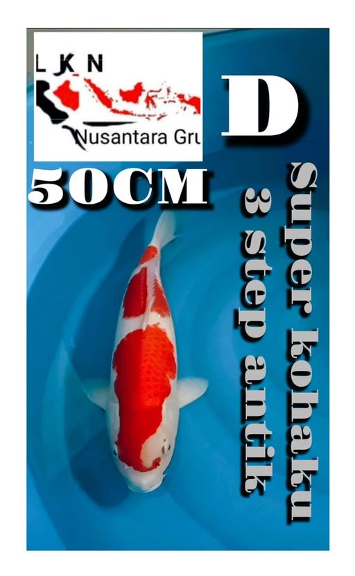 Lelang Koi Online, Jual Beli Ikan Koi, Pusat Jual Beli Koi, Info Lelang Koi Hari Ini, Platform Jual Beli Koi, Jual Beli Ikan Koi Online, Marketplace Ikan Koi, Jual Koi Terbaik, Tempat Beli Koi Berkualitas, Pasar Ikan Koi Online Terpercaya, Penjual Ikan Koi Terpercaya, Beli Koi Hias Online, Ikan Koi untuk Dijual, Koi Kualitas Terbaik, Toko Online Ikan Koi, Koi Hias Untuk Dijual, Jual Beli Ikan Koi Lokal, Koi Indonesia Online, Pusat Jual Beli Koi Terbesar