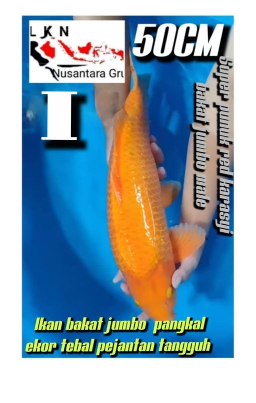 Lelang Koi Online, Jual Beli Ikan Koi, Pusat Jual Beli Koi, Info Lelang Koi Hari Ini, Platform Jual Beli Koi, Jual Beli Ikan Koi Online, Marketplace Ikan Koi, Jual Koi Terbaik, Tempat Beli Koi Berkualitas, Pasar Ikan Koi Online Terpercaya, Penjual Ikan Koi Terpercaya, Beli Koi Hias Online, Ikan Koi untuk Dijual, Koi Kualitas Terbaik, Toko Online Ikan Koi, Koi Hias Untuk Dijual, Jual Beli Ikan Koi Lokal, Koi Indonesia Online, Pusat Jual Beli Koi Terbesar