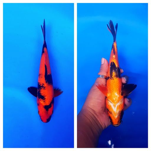 Lelang Koi Online, Jual Beli Ikan Koi, Pusat Jual Beli Koi, Info Lelang Koi Hari Ini, Platform Jual Beli Koi, Jual Beli Ikan Koi Online, Marketplace Ikan Koi, Jual Koi Terbaik, Tempat Beli Koi Berkualitas, Pasar Ikan Koi Online Terpercaya, Penjual Ikan Koi Terpercaya, Beli Koi Hias Online, Ikan Koi untuk Dijual, Koi Kualitas Terbaik, Toko Online Ikan Koi, Koi Hias Untuk Dijual, Jual Beli Ikan Koi Lokal, Koi Indonesia Online, Pusat Jual Beli Koi Terbesar