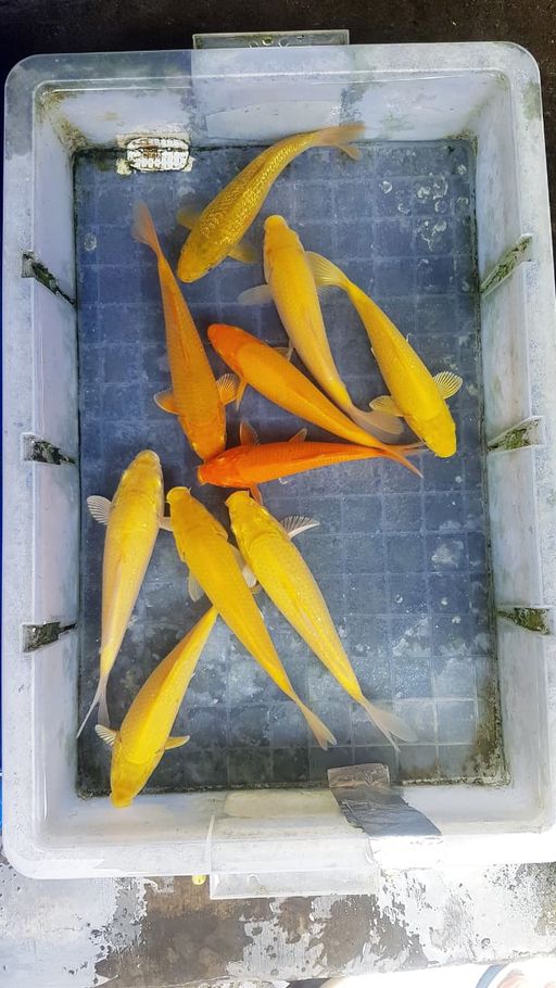 Lelang Koi Online, Jual Beli Ikan Koi, Pusat Jual Beli Koi, Info Lelang Koi Hari Ini, Platform Jual Beli Koi, Jual Beli Ikan Koi Online, Marketplace Ikan Koi, Jual Koi Terbaik, Tempat Beli Koi Berkualitas, Pasar Ikan Koi Online Terpercaya, Penjual Ikan Koi Terpercaya, Beli Koi Hias Online, Ikan Koi untuk Dijual, Koi Kualitas Terbaik, Toko Online Ikan Koi, Koi Hias Untuk Dijual, Jual Beli Ikan Koi Lokal, Koi Indonesia Online, Pusat Jual Beli Koi Terbesar