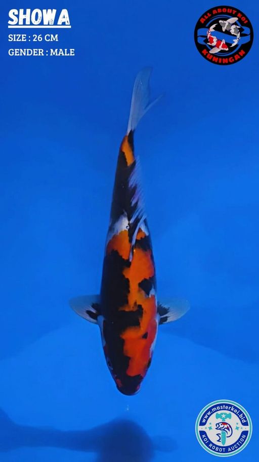 Lelang Koi Online, Jual Beli Ikan Koi, Pusat Jual Beli Koi, Info Lelang Koi Hari Ini, Platform Jual Beli Koi, Jual Beli Ikan Koi Online, Marketplace Ikan Koi, Jual Koi Terbaik, Tempat Beli Koi Berkualitas, Pasar Ikan Koi Online Terpercaya, Penjual Ikan Koi Terpercaya, Beli Koi Hias Online, Ikan Koi untuk Dijual, Koi Kualitas Terbaik, Toko Online Ikan Koi, Koi Hias Untuk Dijual, Jual Beli Ikan Koi Lokal, Koi Indonesia Online, Pusat Jual Beli Koi Terbesar