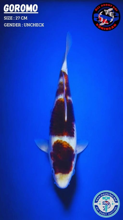 Lelang Koi Online, Jual Beli Ikan Koi, Pusat Jual Beli Koi, Info Lelang Koi Hari Ini, Platform Jual Beli Koi, Jual Beli Ikan Koi Online, Marketplace Ikan Koi, Jual Koi Terbaik, Tempat Beli Koi Berkualitas, Pasar Ikan Koi Online Terpercaya, Penjual Ikan Koi Terpercaya, Beli Koi Hias Online, Ikan Koi untuk Dijual, Koi Kualitas Terbaik, Toko Online Ikan Koi, Koi Hias Untuk Dijual, Jual Beli Ikan Koi Lokal, Koi Indonesia Online, Pusat Jual Beli Koi Terbesar