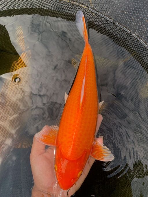 Lelang Koi Online, Jual Beli Ikan Koi, Pusat Jual Beli Koi, Info Lelang Koi Hari Ini, Platform Jual Beli Koi, Jual Beli Ikan Koi Online, Marketplace Ikan Koi, Jual Koi Terbaik, Tempat Beli Koi Berkualitas, Pasar Ikan Koi Online Terpercaya, Penjual Ikan Koi Terpercaya, Beli Koi Hias Online, Ikan Koi untuk Dijual, Koi Kualitas Terbaik, Toko Online Ikan Koi, Koi Hias Untuk Dijual, Jual Beli Ikan Koi Lokal, Koi Indonesia Online, Pusat Jual Beli Koi Terbesar