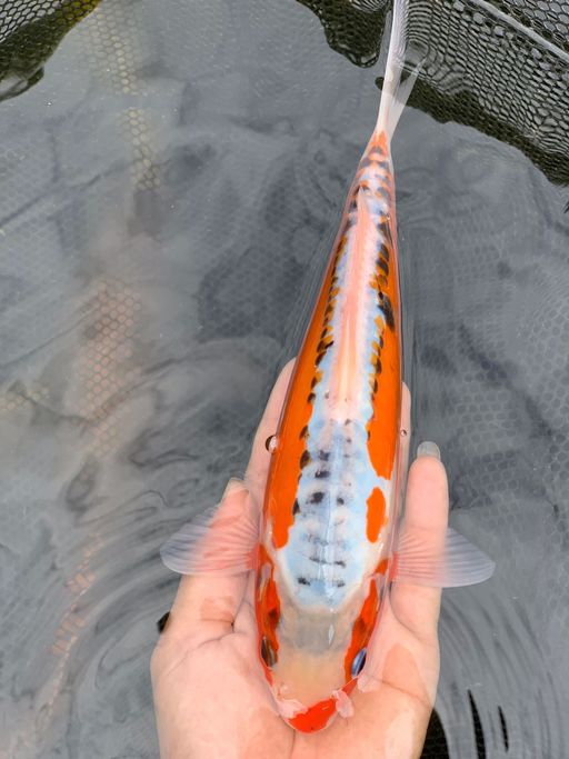 Lelang Koi Online, Jual Beli Ikan Koi, Pusat Jual Beli Koi, Info Lelang Koi Hari Ini, Platform Jual Beli Koi, Jual Beli Ikan Koi Online, Marketplace Ikan Koi, Jual Koi Terbaik, Tempat Beli Koi Berkualitas, Pasar Ikan Koi Online Terpercaya, Penjual Ikan Koi Terpercaya, Beli Koi Hias Online, Ikan Koi untuk Dijual, Koi Kualitas Terbaik, Toko Online Ikan Koi, Koi Hias Untuk Dijual, Jual Beli Ikan Koi Lokal, Koi Indonesia Online, Pusat Jual Beli Koi Terbesar
