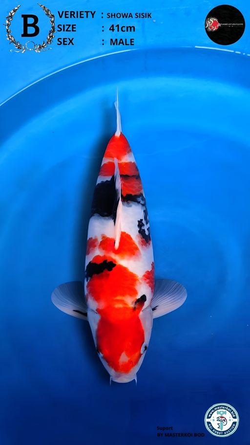 Lelang Koi Online, Jual Beli Ikan Koi, Pusat Jual Beli Koi, Info Lelang Koi Hari Ini, Platform Jual Beli Koi, Jual Beli Ikan Koi Online, Marketplace Ikan Koi, Jual Koi Terbaik, Tempat Beli Koi Berkualitas, Pasar Ikan Koi Online Terpercaya, Penjual Ikan Koi Terpercaya, Beli Koi Hias Online, Ikan Koi untuk Dijual, Koi Kualitas Terbaik, Toko Online Ikan Koi, Koi Hias Untuk Dijual, Jual Beli Ikan Koi Lokal, Koi Indonesia Online, Pusat Jual Beli Koi Terbesar