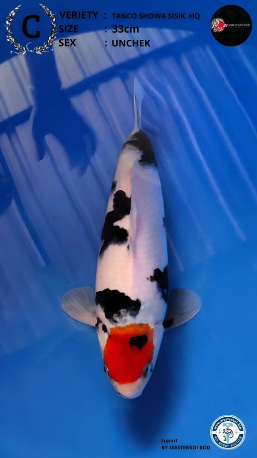 Lelang Koi Online, Jual Beli Ikan Koi, Pusat Jual Beli Koi, Info Lelang Koi Hari Ini, Platform Jual Beli Koi, Jual Beli Ikan Koi Online, Marketplace Ikan Koi, Jual Koi Terbaik, Tempat Beli Koi Berkualitas, Pasar Ikan Koi Online Terpercaya, Penjual Ikan Koi Terpercaya, Beli Koi Hias Online, Ikan Koi untuk Dijual, Koi Kualitas Terbaik, Toko Online Ikan Koi, Koi Hias Untuk Dijual, Jual Beli Ikan Koi Lokal, Koi Indonesia Online, Pusat Jual Beli Koi Terbesar