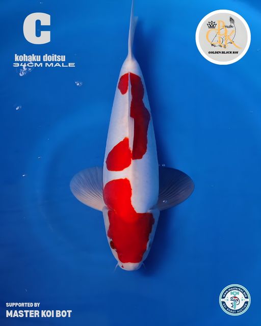 Lelang Koi Online, Jual Beli Ikan Koi, Pusat Jual Beli Koi, Info Lelang Koi Hari Ini, Platform Jual Beli Koi, Jual Beli Ikan Koi Online, Marketplace Ikan Koi, Jual Koi Terbaik, Tempat Beli Koi Berkualitas, Pasar Ikan Koi Online Terpercaya, Penjual Ikan Koi Terpercaya, Beli Koi Hias Online, Ikan Koi untuk Dijual, Koi Kualitas Terbaik, Toko Online Ikan Koi, Koi Hias Untuk Dijual, Jual Beli Ikan Koi Lokal, Koi Indonesia Online, Pusat Jual Beli Koi Terbesar