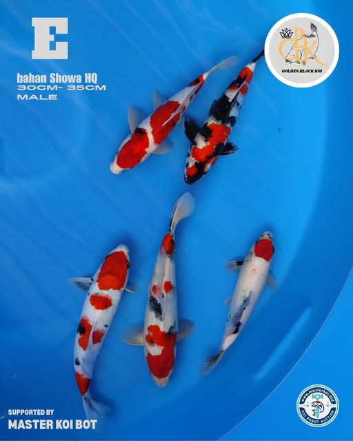 Lelang Koi Online, Jual Beli Ikan Koi, Pusat Jual Beli Koi, Info Lelang Koi Hari Ini, Platform Jual Beli Koi, Jual Beli Ikan Koi Online, Marketplace Ikan Koi, Jual Koi Terbaik, Tempat Beli Koi Berkualitas, Pasar Ikan Koi Online Terpercaya, Penjual Ikan Koi Terpercaya, Beli Koi Hias Online, Ikan Koi untuk Dijual, Koi Kualitas Terbaik, Toko Online Ikan Koi, Koi Hias Untuk Dijual, Jual Beli Ikan Koi Lokal, Koi Indonesia Online, Pusat Jual Beli Koi Terbesar