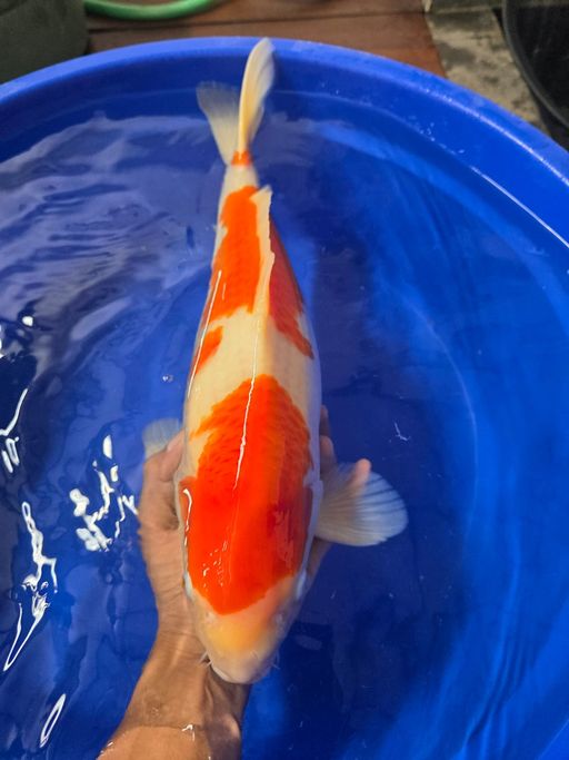 Lelang Koi Online, Jual Beli Ikan Koi, Pusat Jual Beli Koi, Info Lelang Koi Hari Ini, Platform Jual Beli Koi, Jual Beli Ikan Koi Online, Marketplace Ikan Koi, Jual Koi Terbaik, Tempat Beli Koi Berkualitas, Pasar Ikan Koi Online Terpercaya, Penjual Ikan Koi Terpercaya, Beli Koi Hias Online, Ikan Koi untuk Dijual, Koi Kualitas Terbaik, Toko Online Ikan Koi, Koi Hias Untuk Dijual, Jual Beli Ikan Koi Lokal, Koi Indonesia Online, Pusat Jual Beli Koi Terbesar