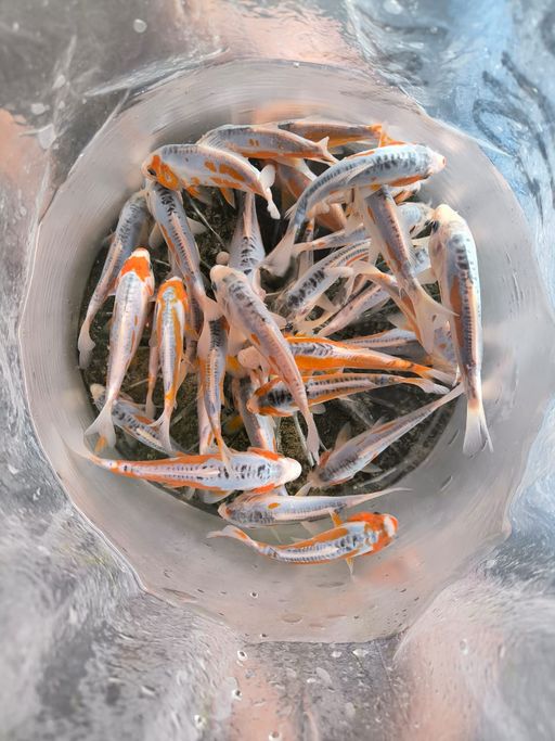 Lelang Koi Online, Jual Beli Ikan Koi, Pusat Jual Beli Koi, Info Lelang Koi Hari Ini, Platform Jual Beli Koi, Jual Beli Ikan Koi Online, Marketplace Ikan Koi, Jual Koi Terbaik, Tempat Beli Koi Berkualitas, Pasar Ikan Koi Online Terpercaya, Penjual Ikan Koi Terpercaya, Beli Koi Hias Online, Ikan Koi untuk Dijual, Koi Kualitas Terbaik, Toko Online Ikan Koi, Koi Hias Untuk Dijual, Jual Beli Ikan Koi Lokal, Koi Indonesia Online, Pusat Jual Beli Koi Terbesar