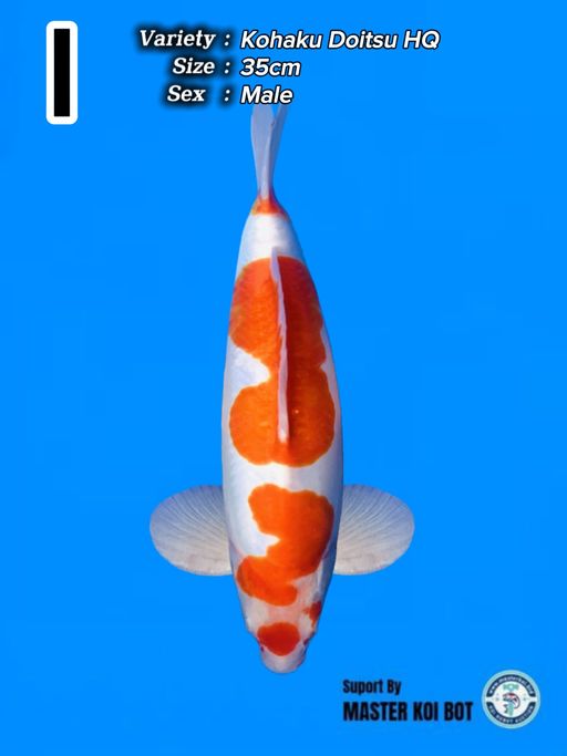 Lelang Koi Online, Jual Beli Ikan Koi, Pusat Jual Beli Koi, Info Lelang Koi Hari Ini, Platform Jual Beli Koi, Jual Beli Ikan Koi Online, Marketplace Ikan Koi, Jual Koi Terbaik, Tempat Beli Koi Berkualitas, Pasar Ikan Koi Online Terpercaya, Penjual Ikan Koi Terpercaya, Beli Koi Hias Online, Ikan Koi untuk Dijual, Koi Kualitas Terbaik, Toko Online Ikan Koi, Koi Hias Untuk Dijual, Jual Beli Ikan Koi Lokal, Koi Indonesia Online, Pusat Jual Beli Koi Terbesar